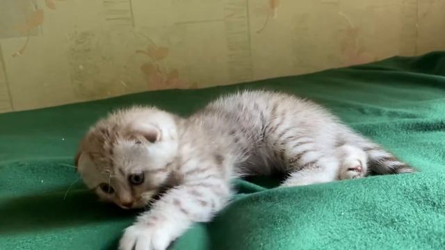 22 августа 2021 г. смотреть онлайн