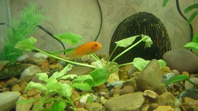 цихлиды аквариум с растениями водросли смотреть онлайн