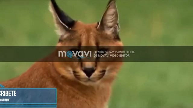 DOCUMENTAL CARACAL смотреть онлайн