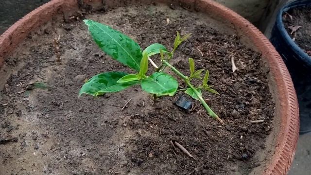 Lemon plant and red leaf plant 👍🌱👍🌱 смотреть онлайн