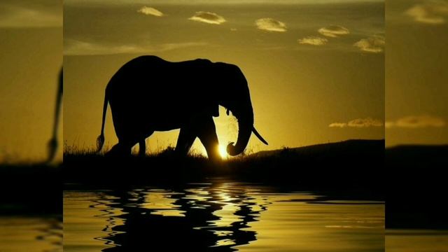 ENNA KALACHITAARAMA | ELEPHANT VS PIG | NO NEED TO PROVE WHO ARE YOU TO ALL смотреть онлайн