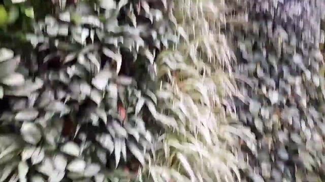 Зелёная стена из растений / Гуляем в торговом центре ...#_красивованглии #shorts смотреть онлайн