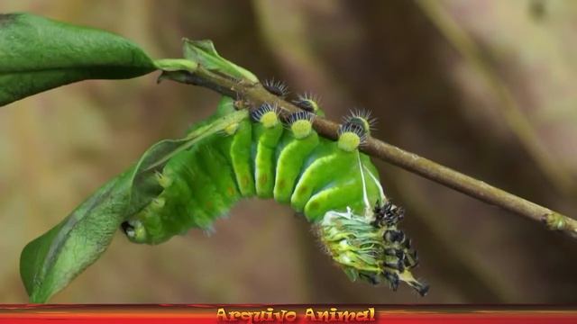 COMO NASCE A MARIPOSA DO GÊNERO Rothschildia