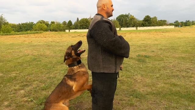 Training Politiehond KNPV 26.06.2022 W смотреть онлайн