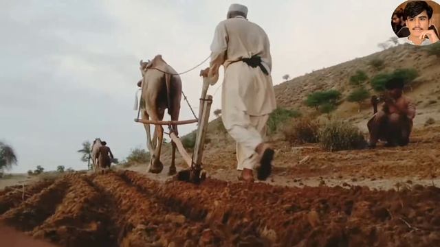 Thar me barish ke bed kheti bari shuru | Manjo Mulk Maler | Marwadi Comedy | Vlog #10 смотреть онлайн