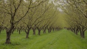 Как сажать фундук осенью как правильно саженец фундука, посадка и уход - Деревья