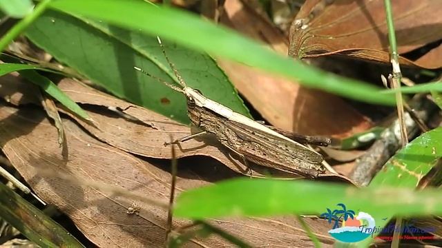Exploring China, Jianfeng ling National Forest Park, Hainan Island смотреть онлайн