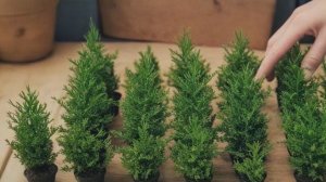 Как размножить тую черенками осенью в домашних условиях - Деревья