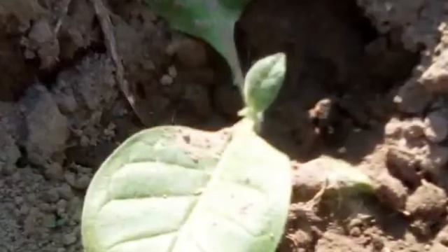 Развитие рассады табака смотреть онлайн