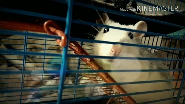 Ручной крысеныш,крыска Чип,Дима играет с добрым питомцем. смотреть онлайн