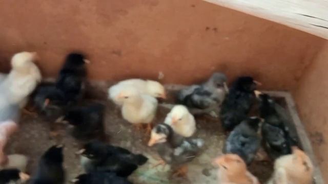подстилка из соломы напугала цыплят Даю в корм кальций с витаминами А малышню начала пропаивать смотреть онлайн