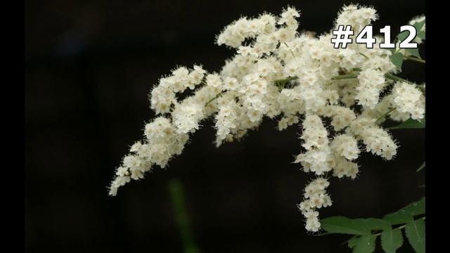 #412. Цветы и растения - самые красивые цветы