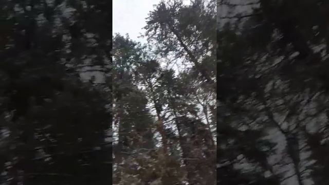 Красоты зимнего соснового леса под музыку Бетховена.#релакс смотреть онлайн