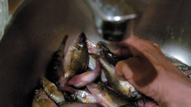 часть 2 о живучести ерша. смотреть онлайн