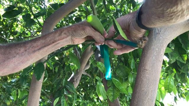 How To Bud Graft a Citrus Tree смотреть онлайн