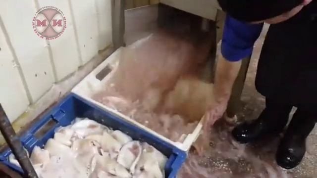 Машина очистки кальмара КМ-200