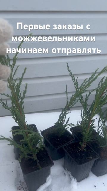 Можжевельник Блю Эрроу (Blue Arrow, Голубая стрела, Синяя стрелка) смотреть онлайн