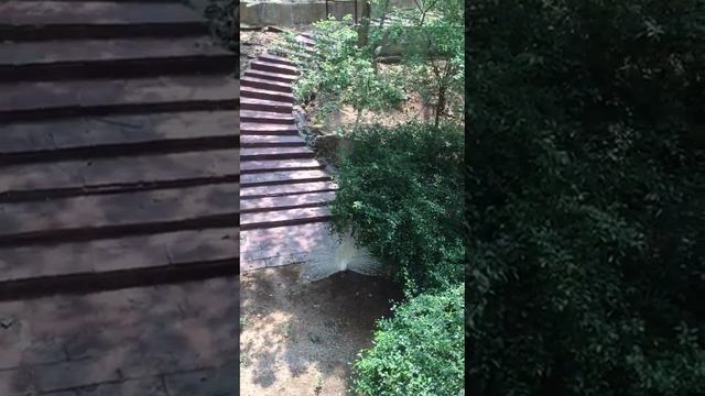 Павлин- альбинос смотреть онлайн