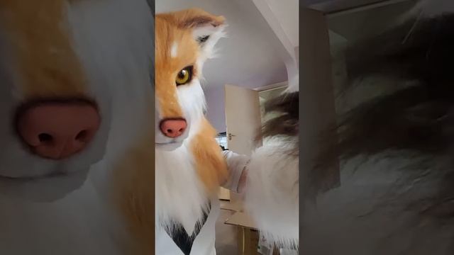 Ravi Fursuit Suit Up