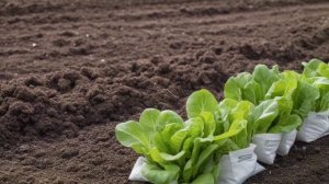 Как сажать салат - Советы разные