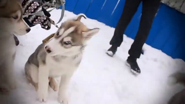 Хаски смотреть онлайн
