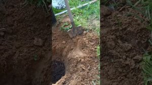 Сажаем абрикос по всем правилам.