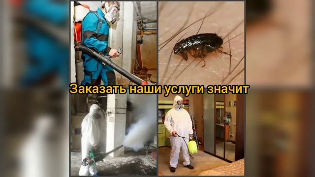 Оказываем услуги по уничтожению насекомых и грызунов в городе Канаш. смотреть онлайн