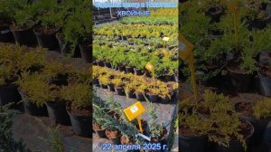 ХВОЙНЫЕ. Цены, вид, коротко!