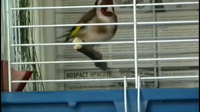 ЩЕГОЛ. смотреть онлайн