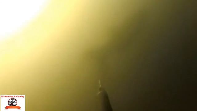SPEARFISHING! сом40 .лоб30. карп20. Подводная охота