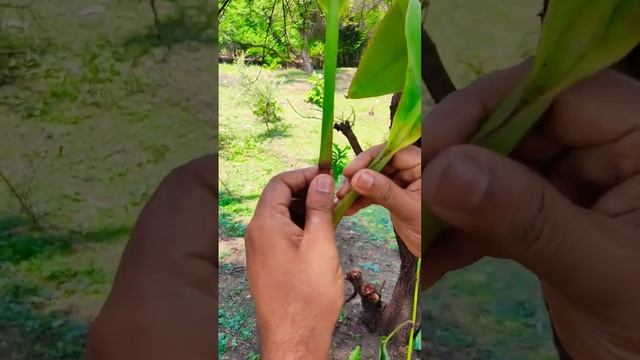 Diffence Between Monocot And Dicot Plants #youtubeshorts #ytshorts #youtube #biology #ncert #vira смотреть онлайн