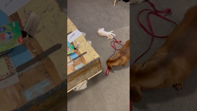 Sausage Dog Grab Cat Lead To Walk With Him as It Plays Dead смотреть онлайн