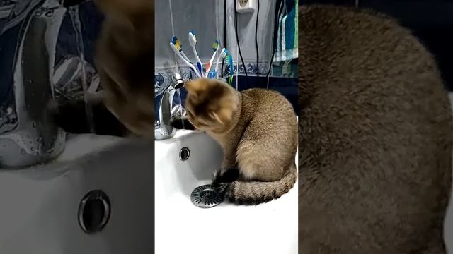 Кошка Нюша любит играть с водой. смотреть онлайн