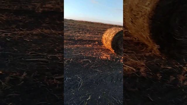 Нью Холанд 654.первые рулоны!