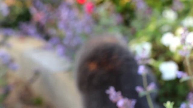 Котовник и коты)😸🪻#котовникфассена#