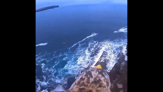 Птица и небо. смотреть онлайн