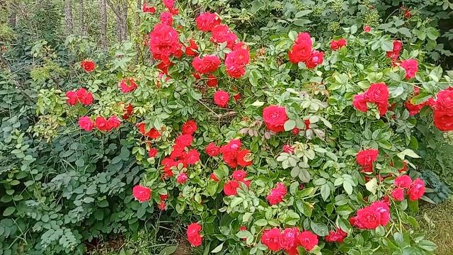 Хосты и 🌹🌹🌹плетистые розы. смотреть онлайн