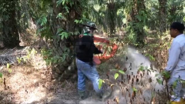 APLIKASI DOLOMITE - SAWIT смотреть онлайн