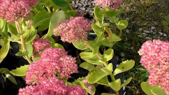 How to attract insects to your garden. Insects attracted to Sedums смотреть онлайн