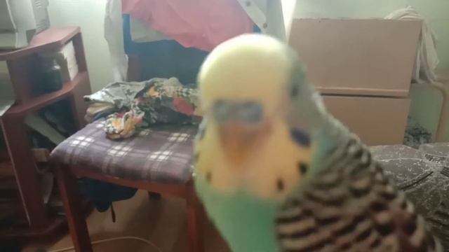 Жора хорошая птичка❤ смотреть онлайн