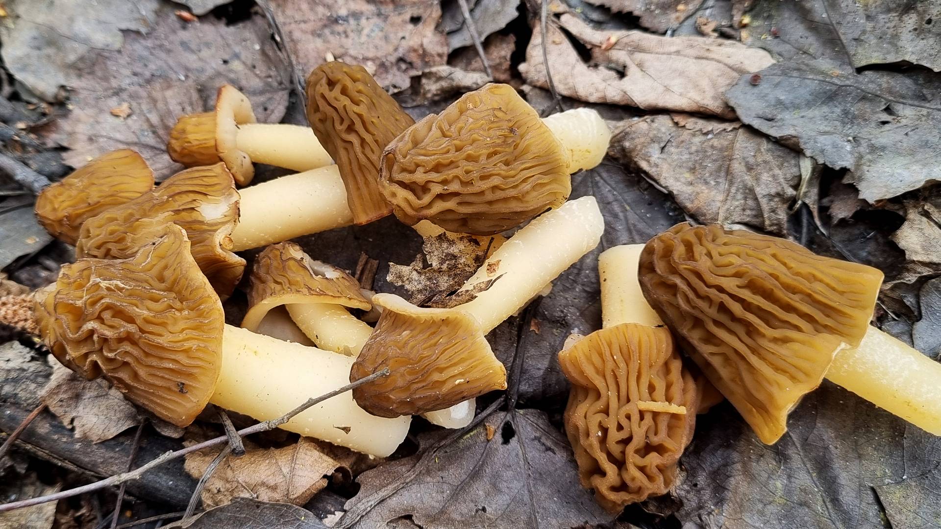 Наткнулись на поляны Весенних грибов Сморчков в лесу Собираем Сморчки в Самарской области