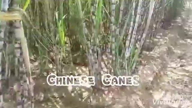 Sugarcane diversity смотреть онлайн