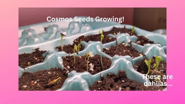 Planting Cosmos Seeds & Time Lapse Video of Seedlings Growing смотреть онлайн