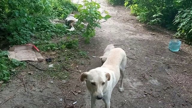 Любимая семья собралась на обед!!! смотреть онлайн