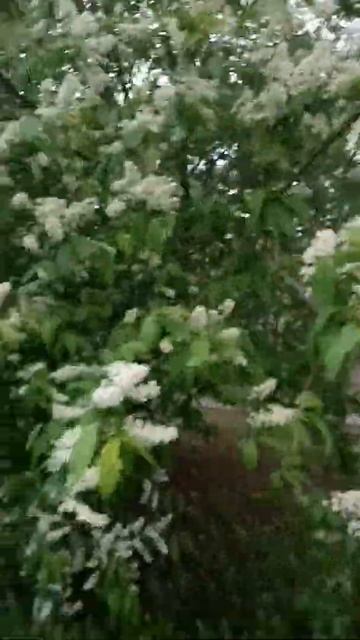 Холодов виновница - черемуха 17 мая 2022 г. #SHORTS смотреть онлайн