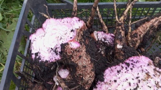 Как сохранить георгины на зиму! Лаконос смотреть онлайн