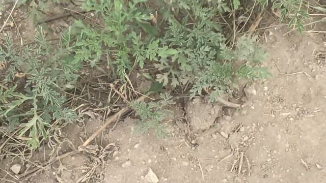 Ant war смотреть онлайн
