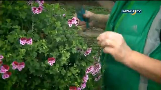 Өсімдіктер тәлімбағының басшысы Зинаида Матасова смотреть онлайн