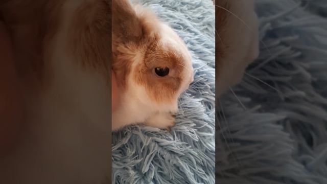 Бруно  укусили  , зомби.