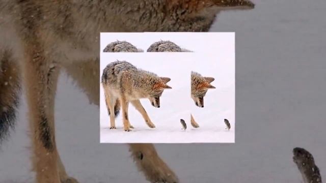 симфония природы.. смотреть онлайн